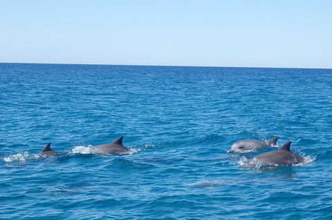 Noosa Wild Dolphin Safari - Great Ocean Road Tourism 5