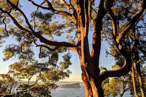 Manly & Sydney's Northern Beaches With 'Personalised Sydney Tours' - Great Ocean Road Tourism 4