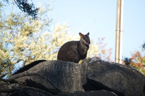 The Explorers' Discovery Tour - Gold, Wine & Wildlife - Great Ocean Road Tourism 4