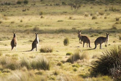The Explorers' Discovery Tour - Gold, Wine & Wildlife - Great Ocean Road Tourism 5