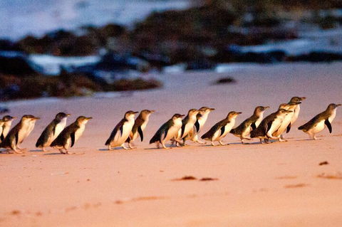 Half-Day Or Full-Day Tour With Private Guide From Melbourne - Great Ocean Road Tourism 5