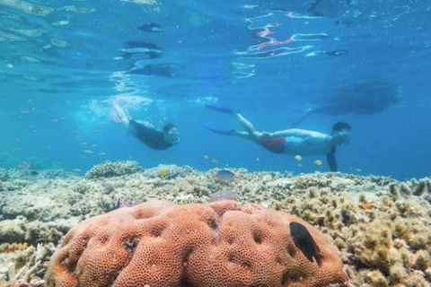 Great Barrier Reef Day Cruise To Reefworld - Great Ocean Road Tourism 1