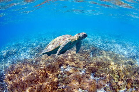 Great Barrier Reef Day Cruise To Reefworld - Great Ocean Road Tourism 5