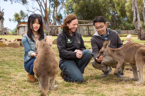 Bonorong Wildlife Park And Richmond Afternoon Tour From Hobart - Great Ocean Road Tourism 1