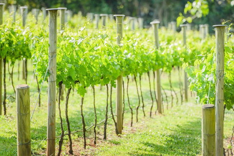 Deluxe Winery Tour To Tamborine Mountain, Includes Gourmet Two Course Lunch - Great Ocean Road Tourism 5