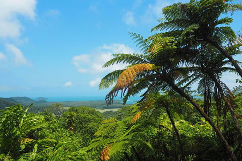 Cape Tribulation, Daintree Rainforest And Wildlife Tour - Great Ocean Road Tourism 3