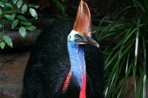 Cape Tribulation, Daintree Rainforest And Wildlife Tour - Great Ocean Road Tourism 5