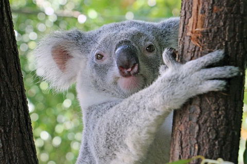 Virtual Interactive Australian Wildlife Tour With Private Guide-Wildlife Habitat - Great Ocean Road Tourism 3