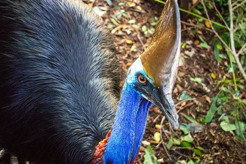 Virtual Interactive Australian Wildlife Tour With Private Guide-Wildlife Habitat - Great Ocean Road Tourism 5