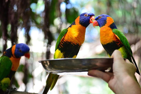 Wildlife Habitat Port Douglas - Great Ocean Road Tourism 0
