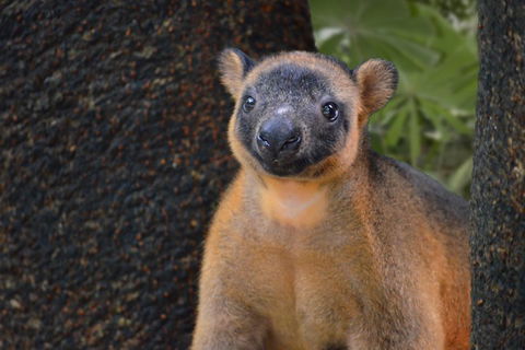 Wildlife Habitat Port Douglas - Great Ocean Road Tourism 5