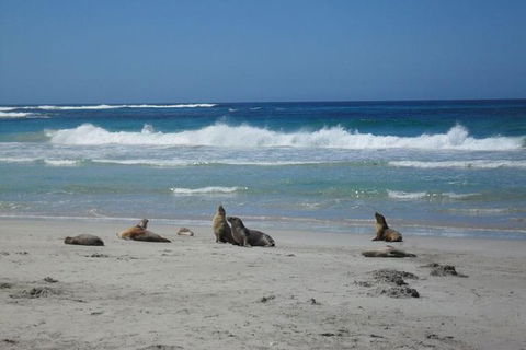 Kangaroo Island In A Day Tour From Adelaide - Great Ocean Road Tourism 1