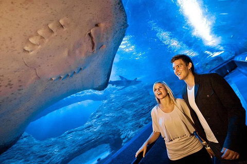 Glass Bottom Boat & Entry At AQWA - Great Ocean Road Tourism 4