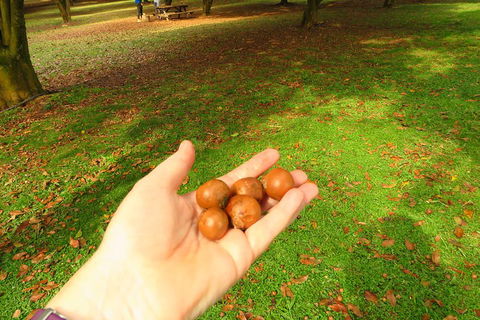 3-Hour Small-Group Byron Bay Tour - Great Ocean Road Tourism 2