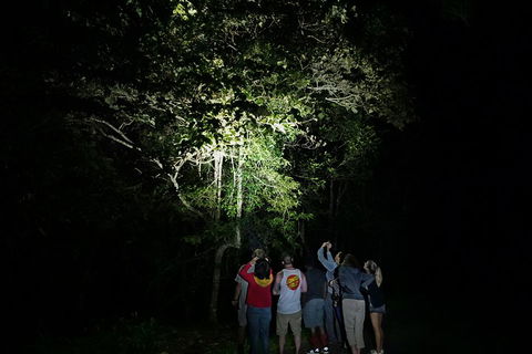 Atherton Tablelands Rain Forest By Night From Cairns - Great Ocean Road Tourism 2