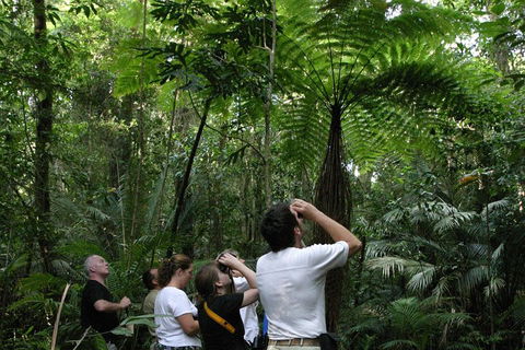 Atherton Tablelands Rain Forest By Night From Cairns - Great Ocean Road Tourism 3