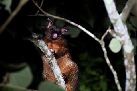 Atherton Tablelands Rain Forest By Night From Cairns - Great Ocean Road Tourism 4