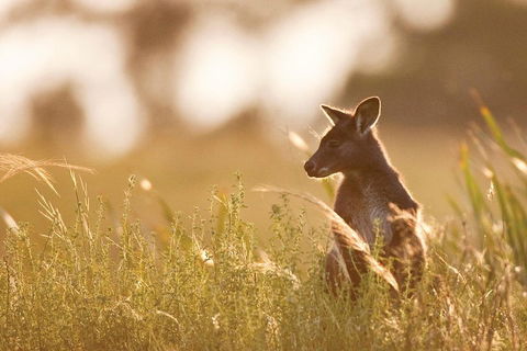 Blue Mountains Day Tour With Wildlife At Sunset From Sydney - Great Ocean Road Tourism 2