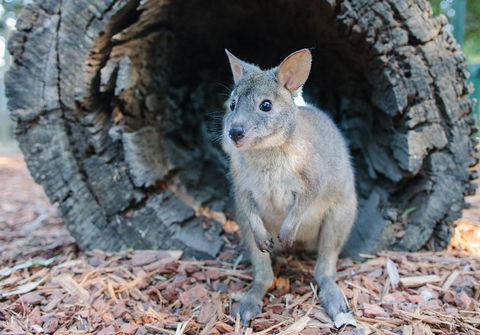 Featherdale Wildlife Park General Admission - Great Ocean Road Tourism 5
