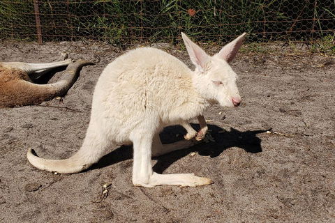 Very Best Of Perth Tour - Wildlife Park & City Highlights Tour - Great Ocean Road Tourism 3