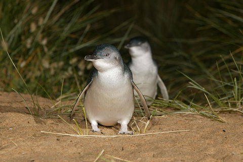 Phillip Island Penguin And Koala Highlights Day-Trip From Melbourne - Great Ocean Road Tourism 3