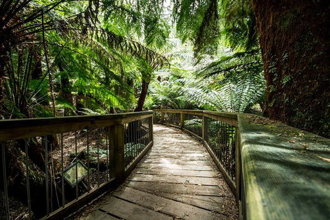 Small-Group Great Ocean Road Experience And Surf Coast Tour - Great Ocean Road Tourism 1