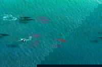 40-45 Minute Port Stephens and Stockton Beach Helicopter Flight - For 2, Newcastle