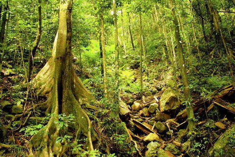 Barron Gorge And Kuranda National Park Half Day Rainforest And Waterfall 4WD Tour From Cairns - Great Ocean Road Tourism 4