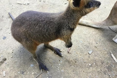 Cairns City Tour - Great Ocean Road Tourism 2