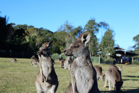 Royal National Park Tour - Great Ocean Road Tourism 2