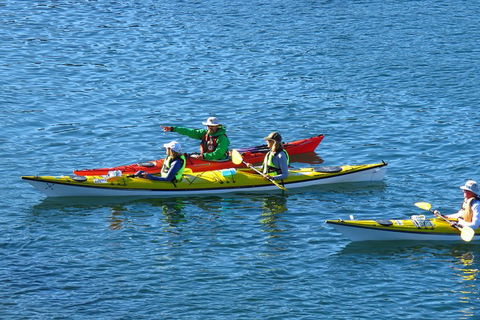 Half-Day Sydney Middle Harbour Guided Kayaking Eco Tour - Great Ocean Road Tourism 0