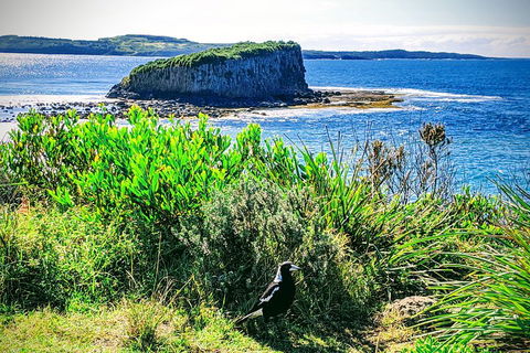 Erupting Blowholes And Ancient Rainforests With 'Personalised Sydney Tours' - Great Ocean Road Tourism 3