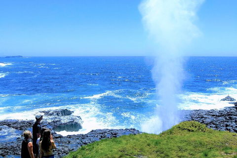 Erupting Blowholes And Ancient Rainforests With 'Personalised Sydney Tours' - Great Ocean Road Tourism 5