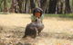 Cleland Wildlife Park Tour From Adelaide Including Mount Lofty Summit - thumb 1