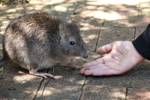 Cleland Wildlife Park Tour From Adelaide Including Mount Lofty Summit - Great Ocean Road Tourism 2