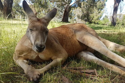 Cleland Wildlife Park Tour From Adelaide Including Mount Lofty Summit - Great Ocean Road Tourism 5