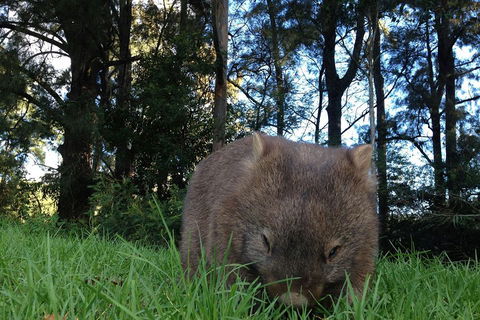 From The Mountains To The Bay - 4 Day Rediscovery Private Tour - Great Ocean Road Tourism 5