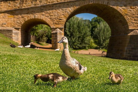 Richmond Historic Afternoon Tour From Hobart - Great Ocean Road Tourism 1