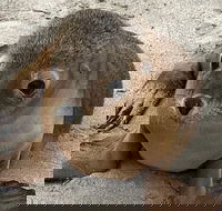 Kangaroo Island Scenic Trail Tour - Great Ocean Road Tourism