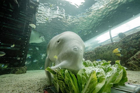 SEA LIFE Sydney Aquarium Entrance Ticket - Great Ocean Road Tourism 2