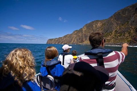 Seal Island Boat Tour From Victor Harbor - Great Ocean Road Tourism 0