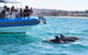 Seal Island Boat Tour From Victor Harbor - thumb 5