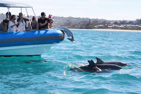 Seal Island Boat Tour From Victor Harbor - Great Ocean Road Tourism 5