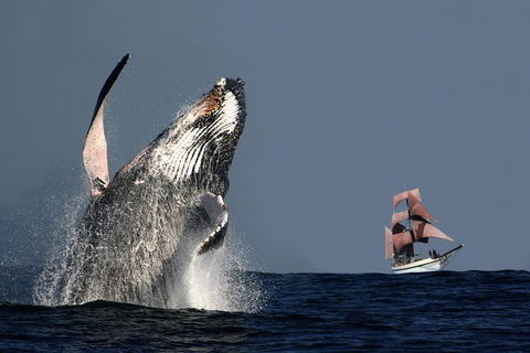 Sydney Harbour Tall Ship Whale & Sail - Whale Watching Cruise - Great Ocean Road Tourism 0