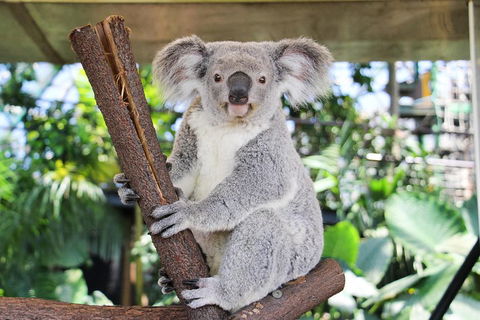Cairns ZOOM And Wildlife Dome - Great Ocean Road Tourism 0