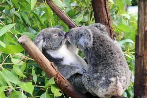 Classic Kuranda By Skyrail And Scenic Railway Including Rainforestation, Koala And Wildlife Park And Pamagirri Aboriginal Experi - Great Ocean Road Tourism 3