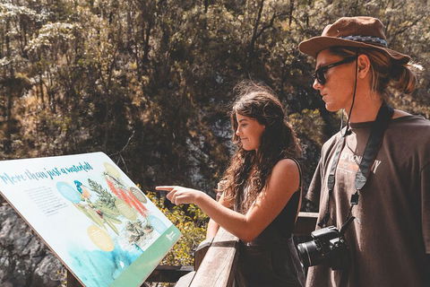 Springbrook AndTamborine Rainforest Tour Incl Natural Bridge And Glow Worm Cave - Great Ocean Road Tourism 0