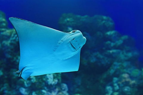 Cairns Aquarium Admission Ticket - Great Ocean Road Tourism 2