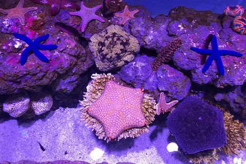 Cairns Aquarium Admission Ticket - Great Ocean Road Tourism 5