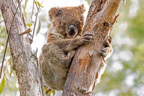 Wild Australian Wildlife 4WD Tour From Sydney - Great Ocean Road Tourism 1